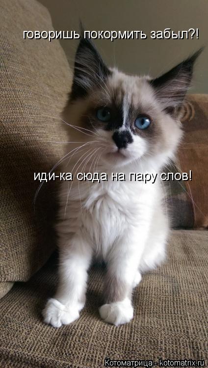 говоришь покормить забыл?! иди-ка сюда на пару слов!... Котоматрица: говоришь покормить забыл?! иди-ка сюда на пару слов!