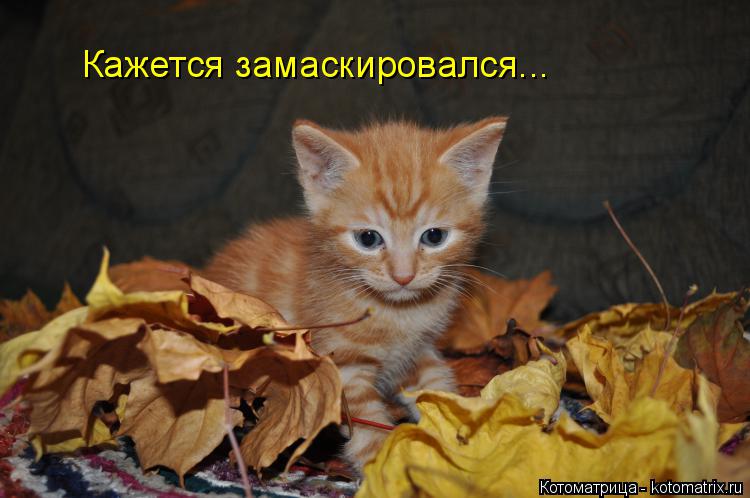 Котоматрица: Кажется замаскировался...