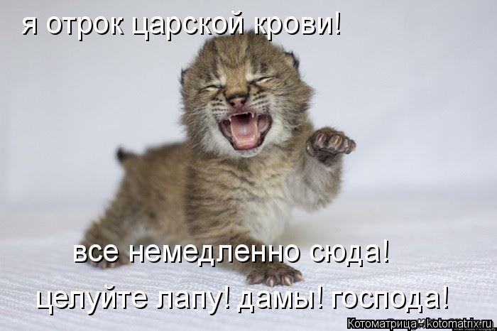 Котоматрица: я отрок царской крови! все немедленно сюда! целуйте лапу! дамы! господа!