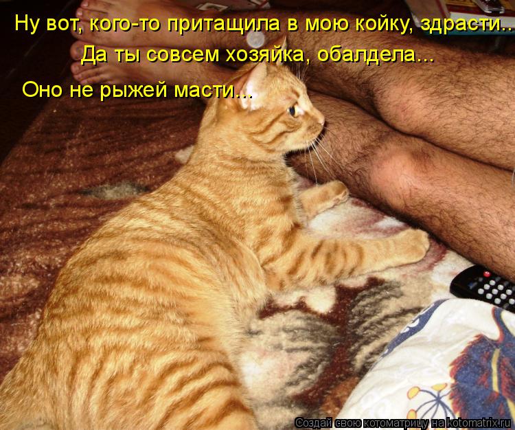 Котоматрица: Ну вот, кого-то притащила в мою койку, здрасти.... Да ты совсем хозяйка, обалдела... Оно не рыжей масти...
