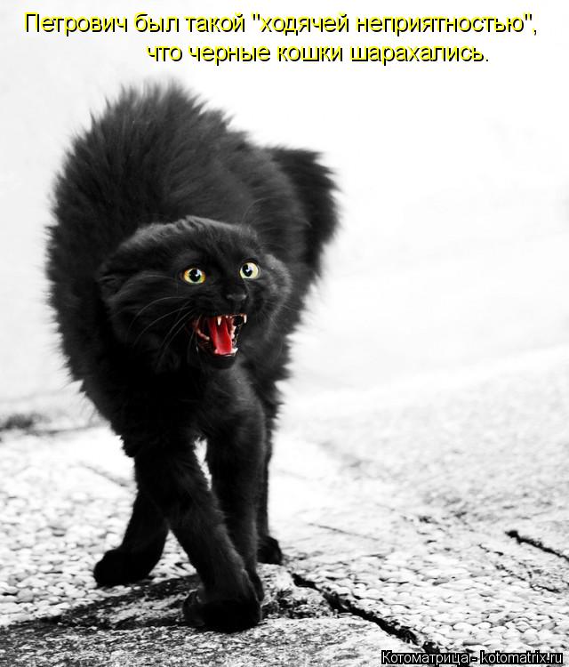 Котоматрица: Петрович был такой "ходячей неприятностью", что черные кошки шарахались.