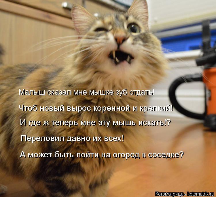 Котоматрица: Малыш сказал мне мышке зуб отдать! Чтоб новый вырос коренной и крепкий! И где ж теперь мне эту мышь искать!? Переловил давно их всех! А может б