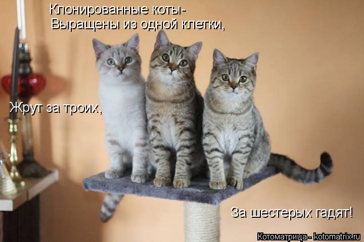 Клонированные коты- Выращены из одной клетки, Жрут за троих, За шестерых гадят!... Котоматрица: Клонированные коты- Выращены из одной клетки, Жрут за троих, За шестерых гадят!