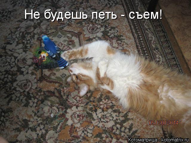 Котоматрица: Не будешь петь - съем!