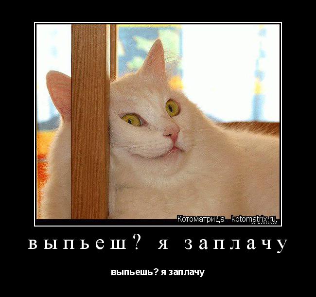 Котоматрица: выпьеш? я заплачу выпьешь? я заплачу