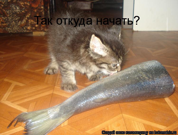 Котоматрица: Так откуда начать?