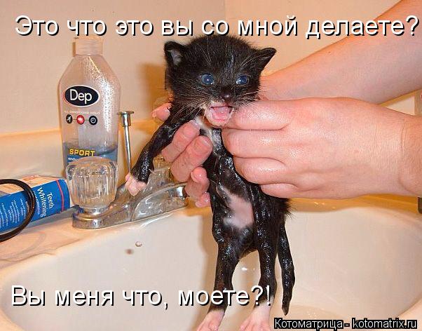 Котоматрица: Это что это вы со мной делаете? Вы меня что, моете?!