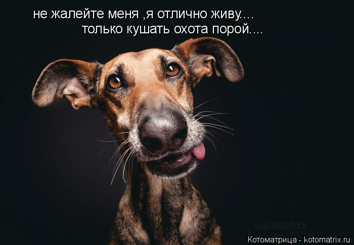 не жалейте меня ,я отлично живу.... только кушать охота порой....... Котоматрица: не жалейте меня ,я отлично живу.... только кушать охота порой....