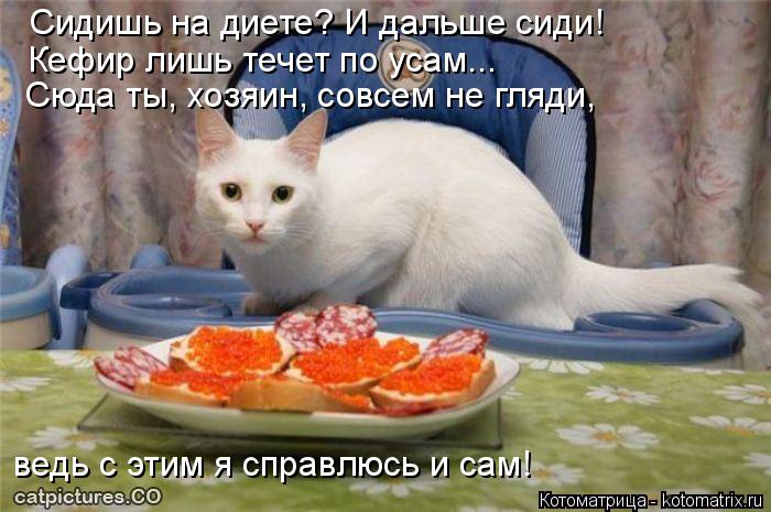 Сидишь на диете? И дальше сиди! Сюда ты, хозяин, совсем не гляди, Кефир лишь течет по усам... ведь с... Котоматрица: Сидишь на диете? И дальше сиди! Сюда ты, хозяин, совсем не гляди, Кефир лишь течет по усам... ведь с этим я справлюсь и сам!