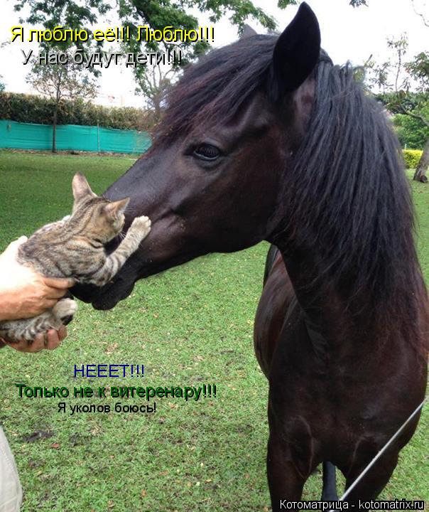 Котоматрица: Я люблю её!!! Люблю!!!  Только не к витеренару!!! НЕЕЕТ!!!  Я уколов боюсь! У нас будут дети!!!