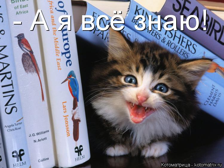 Котоматрица: - А я всё знаю!