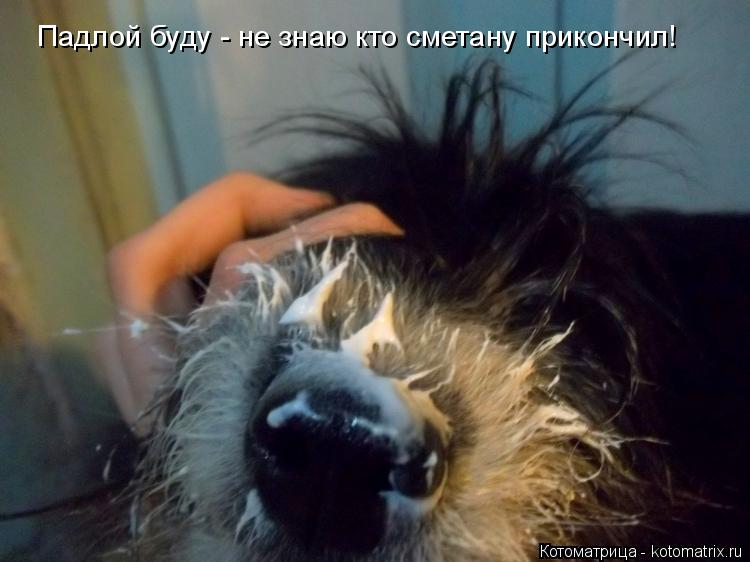 Котоматрица: Падлой буду - не знаю кто сметану прикончил!