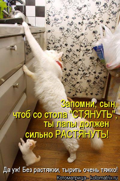 Котоматрица: Запомни, сын,  чтоб со стола "СТЯНУТЬ", ты лапы должен сильно РАСТЯНУТЬ! Да уж! Без растяжки, тырить очень тяжко!
