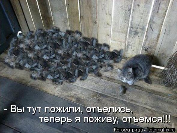 Котоматрица: - Вы тут пожили, отъелись,  теперь я поживу, отъемся!!!