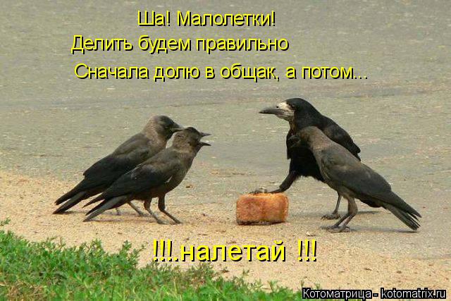 Котоматрица: Ша! Малолетки! Делить будем правильно Сначала долю в общак, а потом...  !!!.налетай !!!