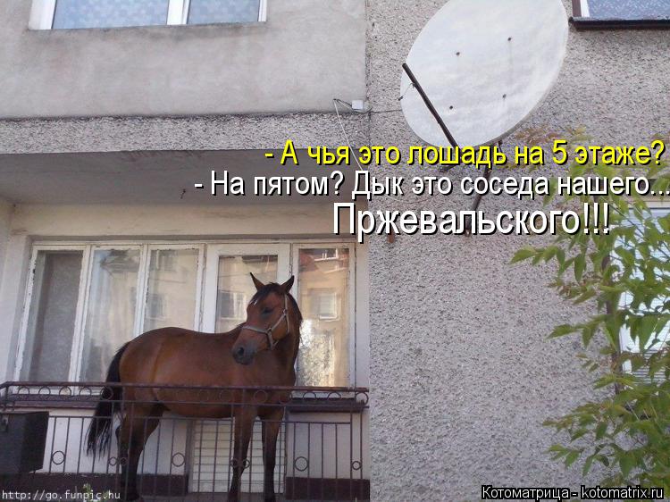 Котоматрица: - А чья это лошадь на 5 этаже? - На пятом? Дык это соседа нашего... Пржевальского!!!