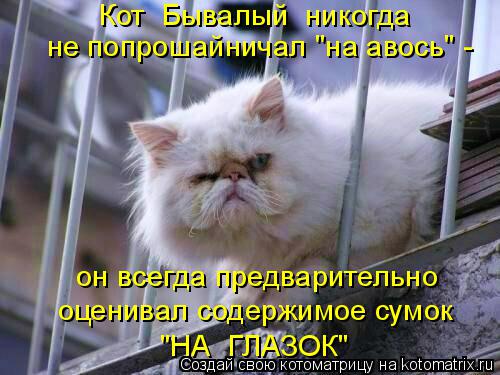 Котоматрица: оценивал содержимое сумок не попрошайничал "на авось" -  он всегда предварительно "НА  ГЛАЗОК" Кот  Бывалый  никогда