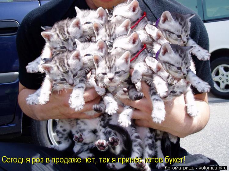 Сегодня роз в продаже нет, так я принёс котов букет!... Котоматрица: Сегодня роз в продаже нет, так я принёс котов букет!