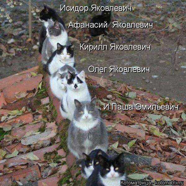 Котоматрица: Исидор Яковлевич Афанасий  Яковлевич Кирилл Яковлевич Олег Яковлевич И Паша Эмильевич