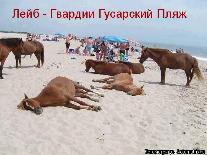 Котоматрица: Лейб - Гвардии Гусарский Пляж