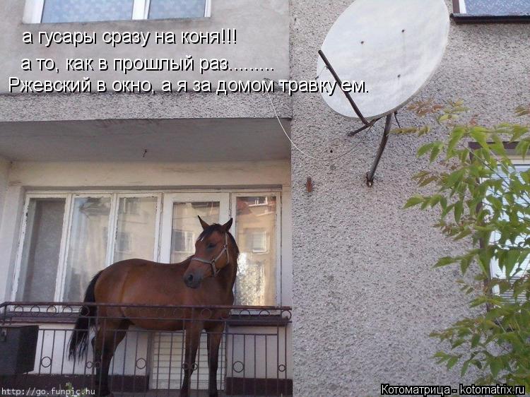 Котоматрица: а гусары сразу на коня!!! а то, как в прошлый раз......... Ржевский в окно, а я за домом травку ем.