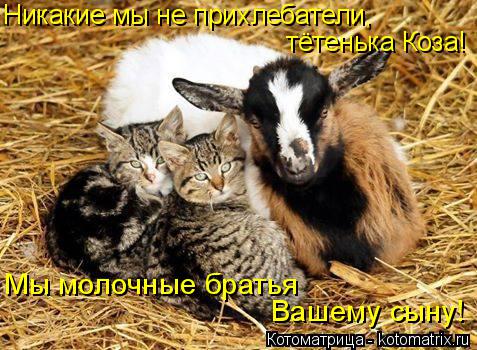Котоматрица: Никакие мы не прихлебатели, тётенька Коза! Мы молочные братья  Вашему сыну!