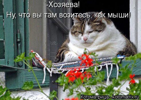 Котоматрица: Ну, что вы там возитесь, как мыши! -Хозяева!