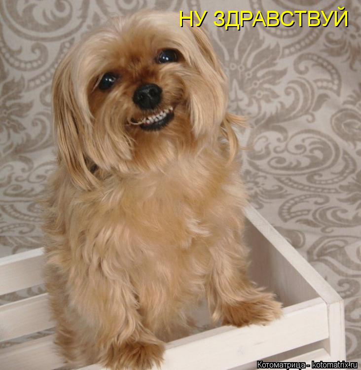 НУ ЗДРАВСТВУЙ... Котоматрица: НУ ЗДРАВСТВУЙ