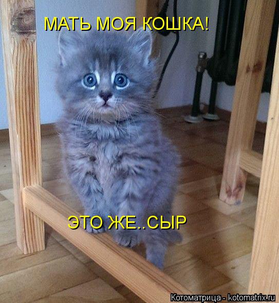 МАТЬ МОЯ КОШКА! ЭТО ЖЕ..СЫР... Котоматрица: МАТЬ МОЯ КОШКА! ЭТО ЖЕ..СЫР