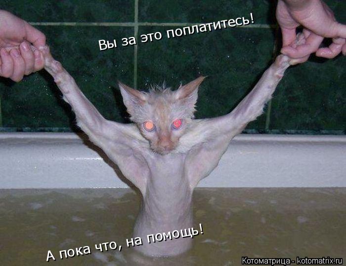 Котоматрица: А пока что, на помощь! Вы за это поплатитесь!