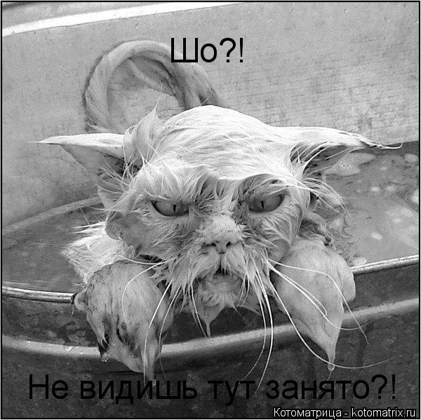 Котоматрица: Шо?! Не видишь тут занято?!