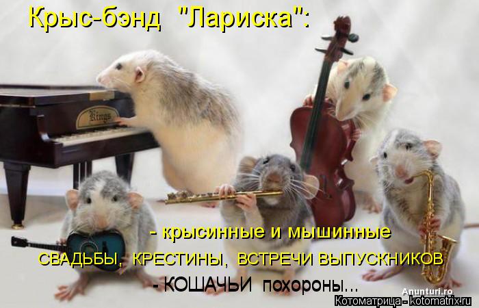 Котоматрица: - крысинные и мышинные  СВАДЬБЫ,  КРЕСТИНЫ,  ВСТРЕЧИ ВЫПУСКНИКОВ Крыс-бэнд  "Лариска": - КОШАЧЬИ  похороны... - КОШАЧЬИ  похороны...