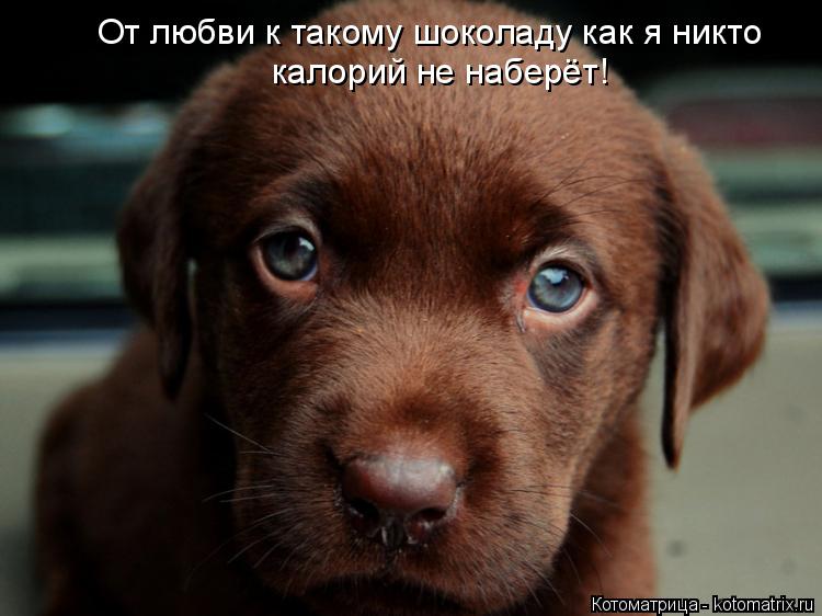 Котоматрица: От любви к такому шоколаду как я никто калорий не наберёт!
