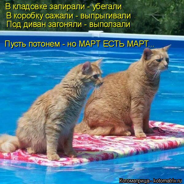 Котоматрица: В кладовке запирали - убегали В коробку сажали - выпрыгивали Под диван загоняли - выползали Пусть потонем - но МАРТ ЕСТЬ МАРТ...
