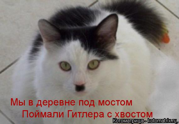 Котоматрица: Мы в деревне под мостом Поймали Гитлера с хвостом