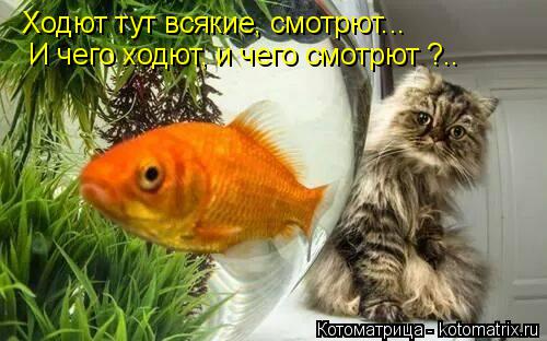 Котоматрица: Ходют тут всякие, смотрют... И чего ходют, и чего смотрют ?..