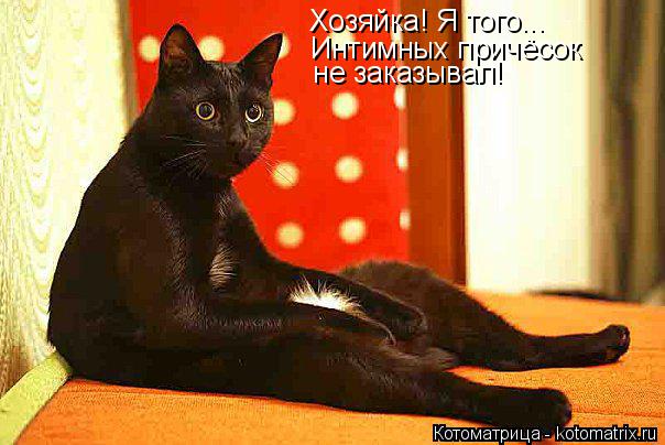 Котоматрица: Хозяйка! Я того... Интимных причёсок  не заказывал!