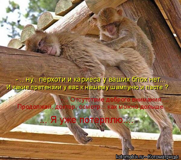 Котоматрица: - .. ну.. перхоти и кариеса у ваших блох нет... И какие претензии у вас к нашему шампуню и пасте ?  - .. Отсутствие доброго внимания.... Продолжай, до