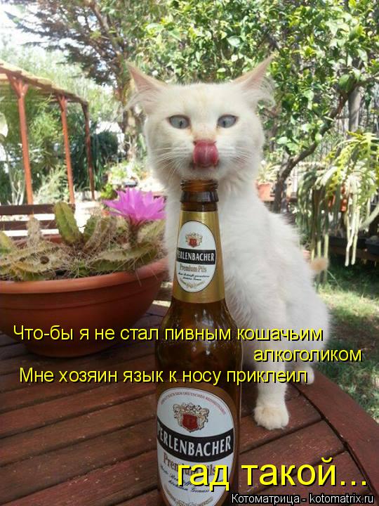 Котоматрица: Что-бы я не стал пивным кошачьим алкоголиком Мне хозяин язык к носу приклеил гад такой...