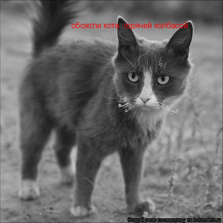 Котоматрица: обожгли кота  горячей колбасой