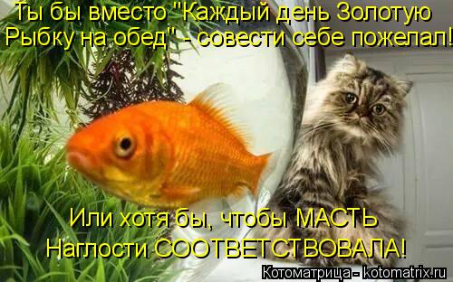 Котоматрица: Ты бы вместо "Каждый день Золотую Или хотя бы, чтобы МАСТЬ  Наглости СООТВЕТСТВОВАЛА! Рыбку на обед" - совести себе пожелал!