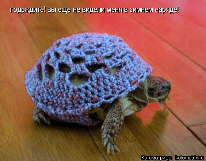 подождите! вы еще не видели меня в зимнем наряде!... Котоматрица: подождите! вы еще не видели меня в зимнем наряде!