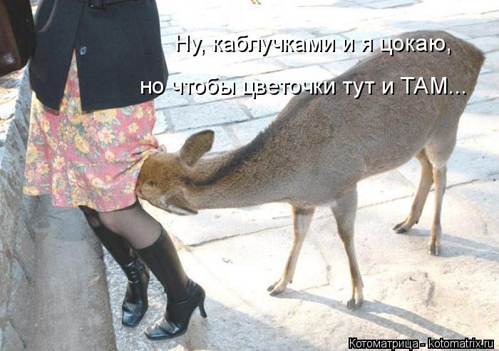 Котоматрица: Ну, каблучками и я цокаю,  но чтобы цветочки тут и ТАМ...