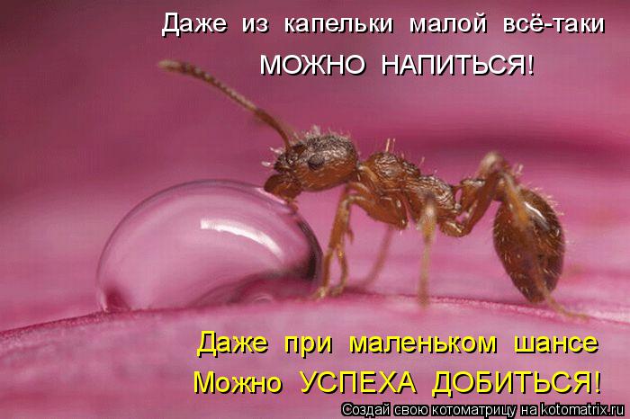 Котоматрица: Можно  УСПЕХА  ДОБИТЬСЯ! Даже  при  маленьком  шансе МОЖНО  НАПИТЬСЯ! Даже  из  капельки  малой  всё-таки