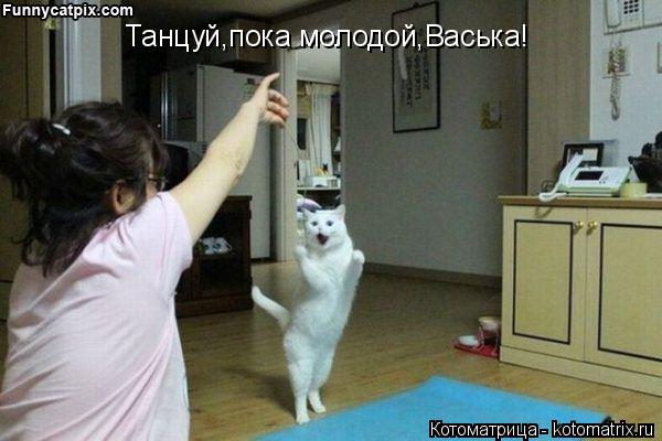 Танцуй,пока молодой,Васька!... Котоматрица: Танцуй,пока молодой,Васька!