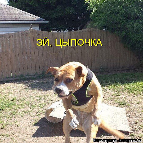 ЭЙ, ЦЫПОЧКА... Котоматрица: ЭЙ, ЦЫПОЧКА