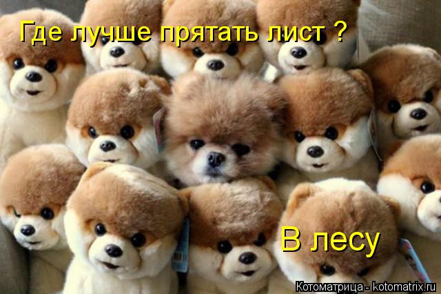 Котоматрица: Где лучше прятать лист ? В лесу