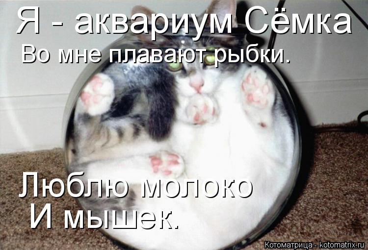 Котоматрица: Я - аквариум Сёмка Во мне плавают рыбки. Люблю молоко И мышек.