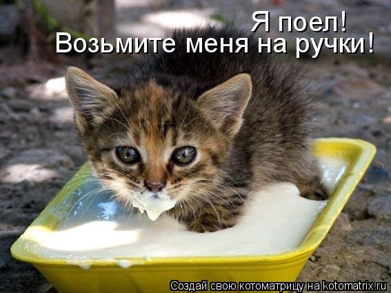Котоматрица: Я поел! Возьмите меня на ручки!