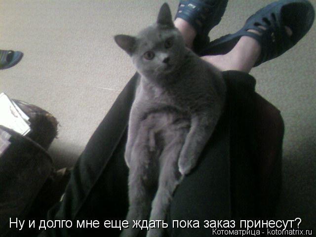 Котоматрица: Ну и долго мне еще ждать пока заказ принесут?